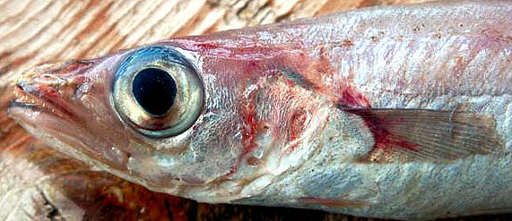 Micromesistius poutassou_222